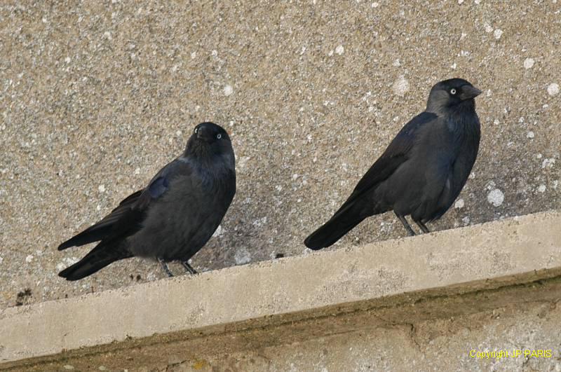 Corvus monedula